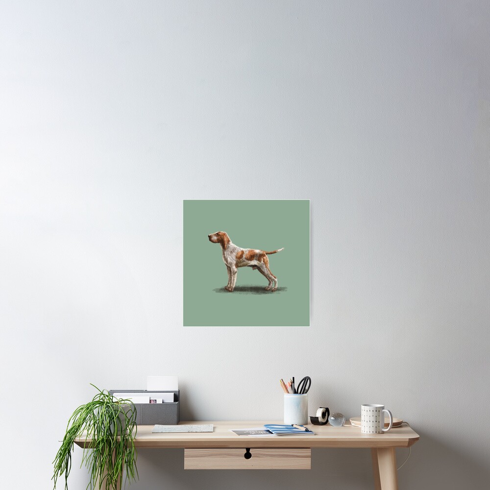 Bracco Italiano Poster