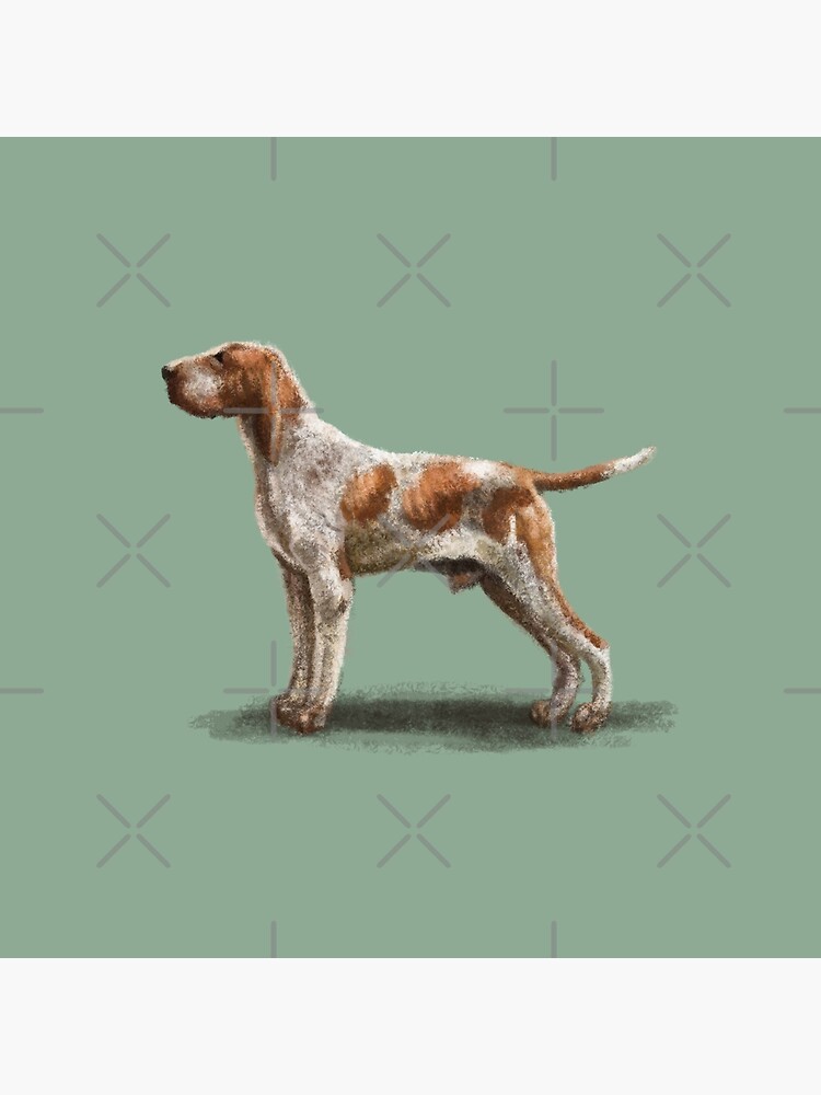 Bracco Italiano by elspethrose