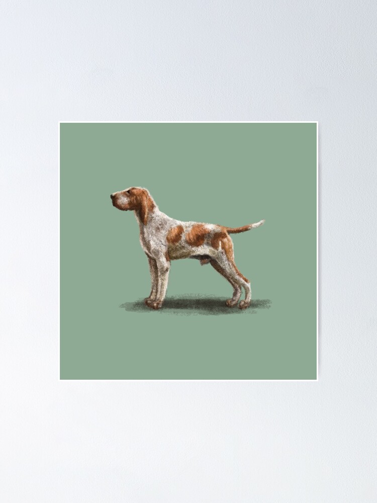 Alternate view of Bracco Italiano Poster