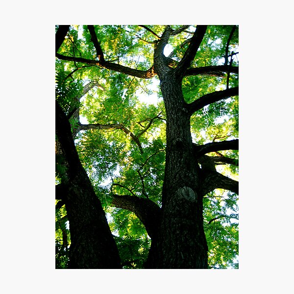 golden green Photographic Print