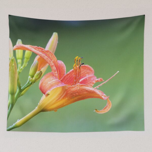 Item preview, Ditch Lily designed and sold by Frankie Cat Photography.