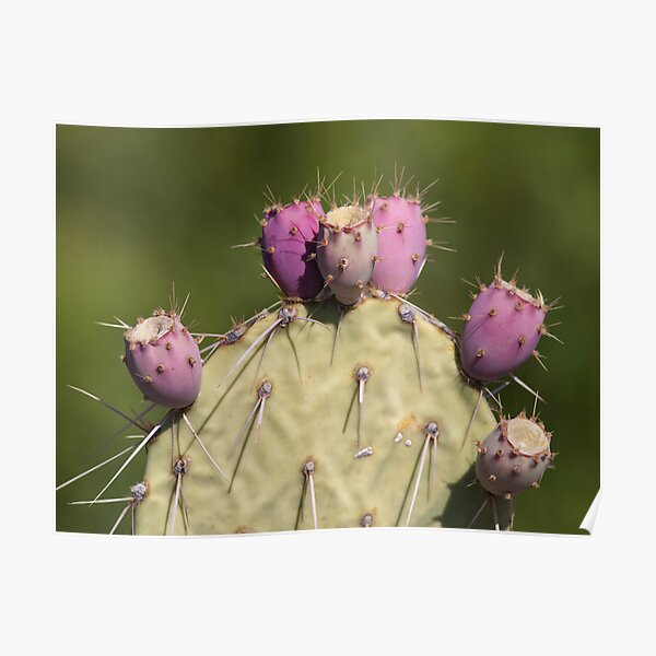 Nopalitos Poster