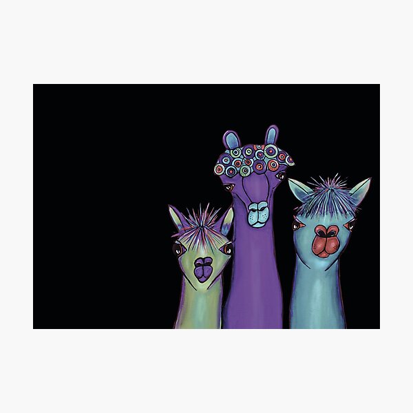 3 alpacas Photographic Print