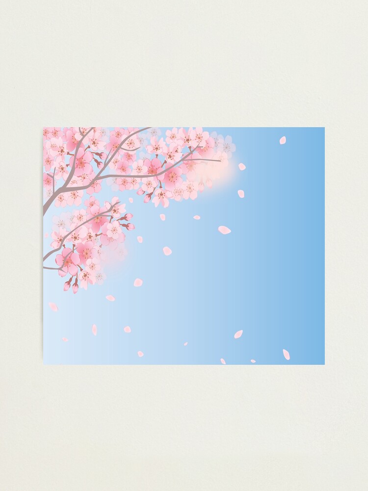 Sakura Anime Drawing. Cherry Blossom beauty