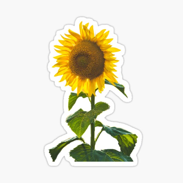 Starbucks Sunflower- Coffee Cup Sticker for Sale by brittany shaheen