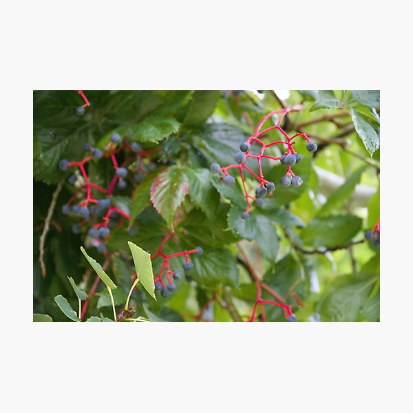 Item preview, Berries on a Green Vine designed and sold by ashtonccall.