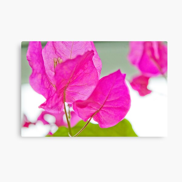 Bougainvillea Canvas Print