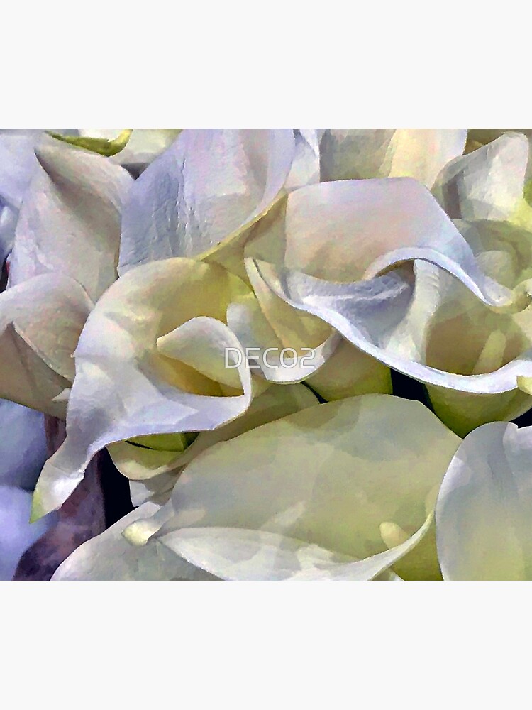 Disover Ivory Lilies of Elegance and Grace Art Photo Shower Curtain