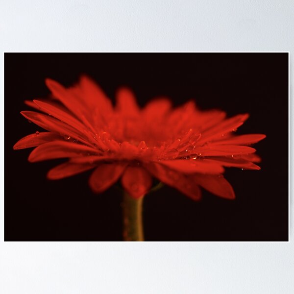 Item preview, Orange Petals designed and sold by EventHorizon.
