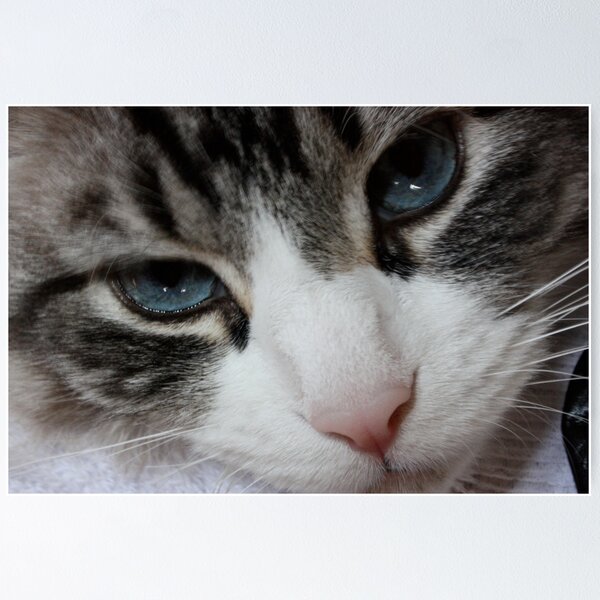 Artikelvorschau, Old Blue Eyes entworfen und verkauft von Amanda Yetman.