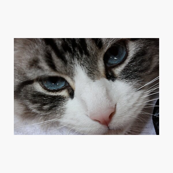 Artikelvorschau, Old Blue Eyes entworfen und verkauft von Amanda Yetman.