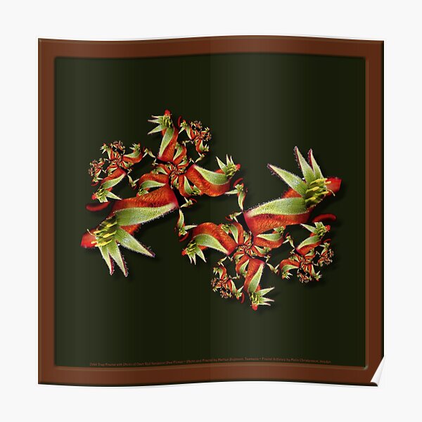 D1G1TAL-M00DZ ~ FLORAL ~ FRACTALS ~ Red Kangaroo Paw OT-Fractal by tasmanianartist 130619 Poster