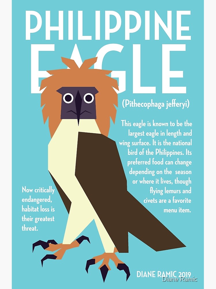 Harpy Eagle Poster Print / Infographic
