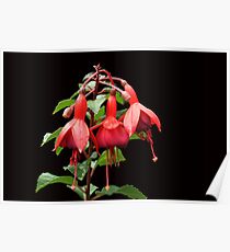 Fuschia Poster