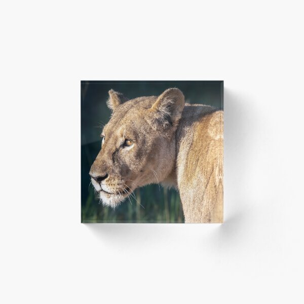 Lioness head shot Acrylic Block