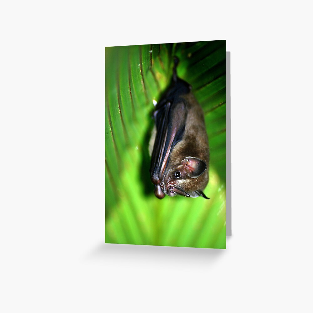"Tent-making Bat - Costa Rica" Greeting Card by jganjay | Redbubble