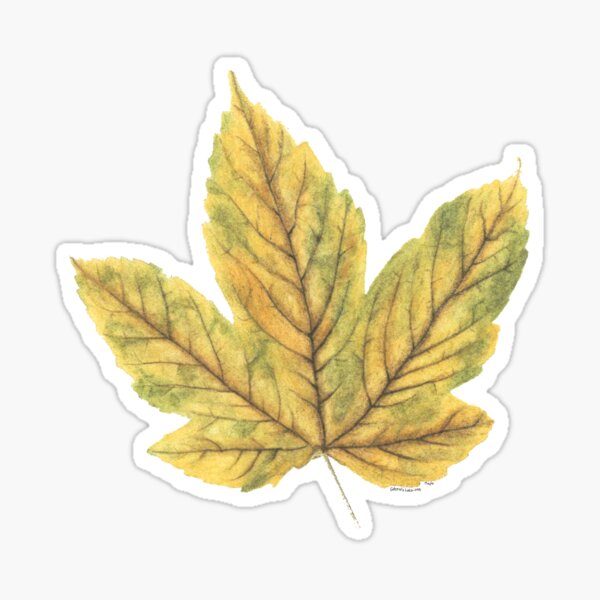 Autumn Maple leaf Sticker
