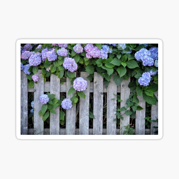 Item preview, Hydrangeas designed and sold by Marie Palcic.