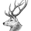 Stag Pen And Ink Illustration Detailed Drawing Art Print By Sprocketdog Redbubble