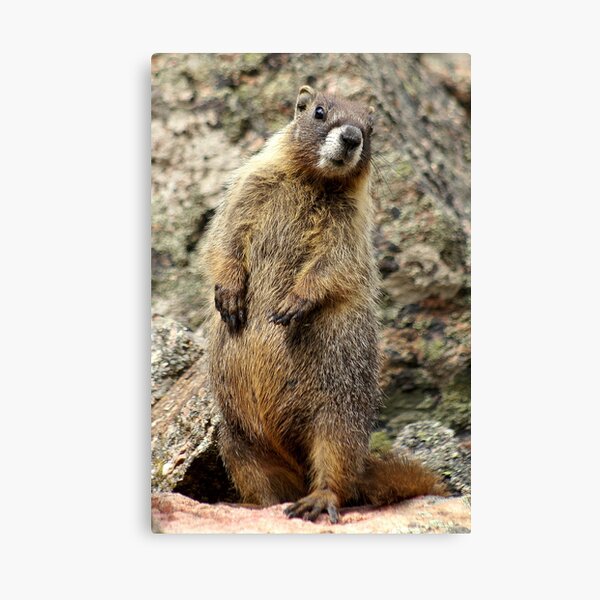 Is That You, Betsy? Canvas Print