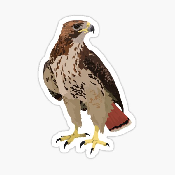 Eagle Bird of Prey Decal Sticker Choose Color Large Size #lg259 