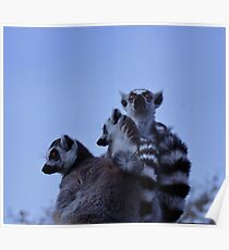 Lemur-Familie Poster