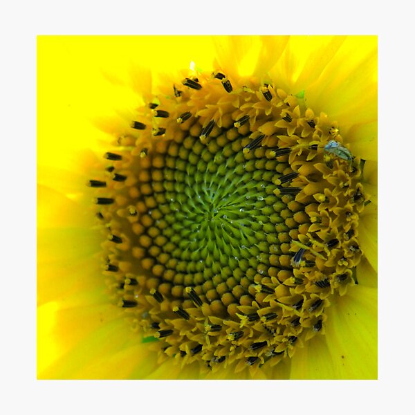 Item preview, Sunflower Progeny designed and sold by Michele Simon.