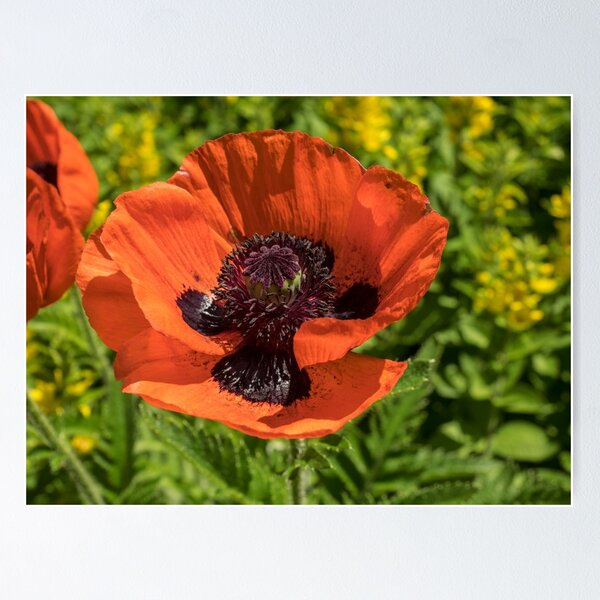 Item preview, Poppy 3 at the gardens at Three Valley Lake designed and sold by Sandra Johnston.