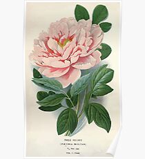 Favourite flowers of garden and greenhouse Edward Step 1896 1897 Volume 1 0003 Tree Peony Poster