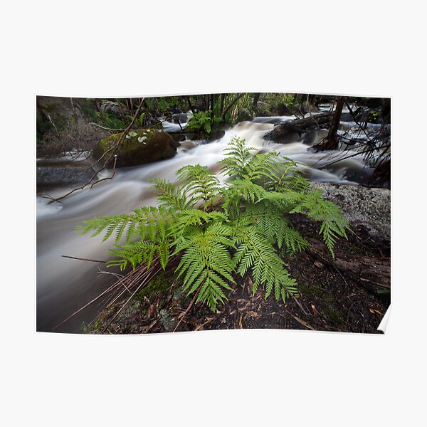 Austral King Fern - Murrindindi River Poster