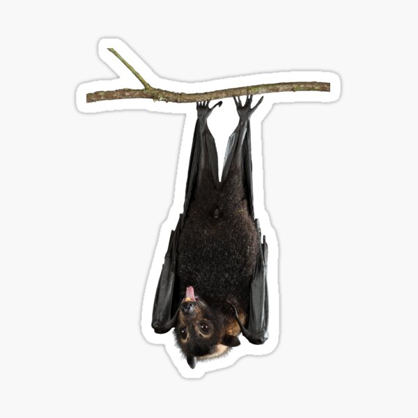 Spectacled Flying Fox Sticker