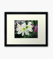 Amaryllis 'Lemon Lime' Framed Print