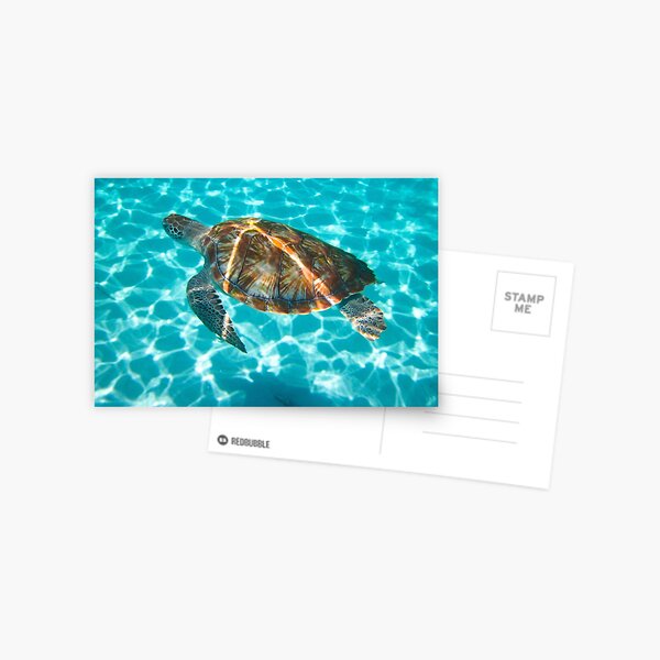 sea turtle Postcard