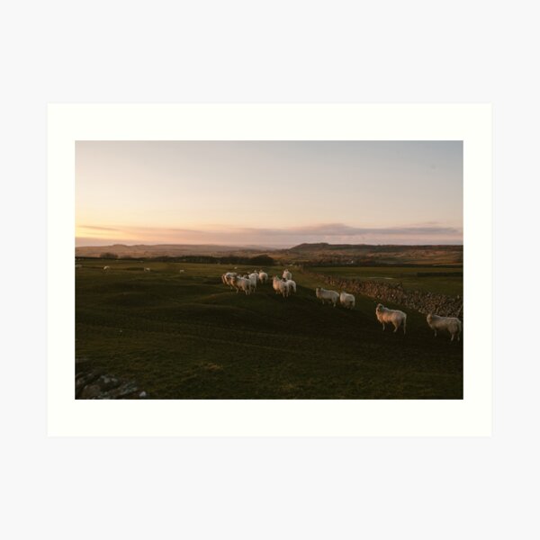 Baa Art Print