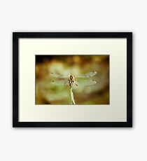 Dragon fly Framed Print