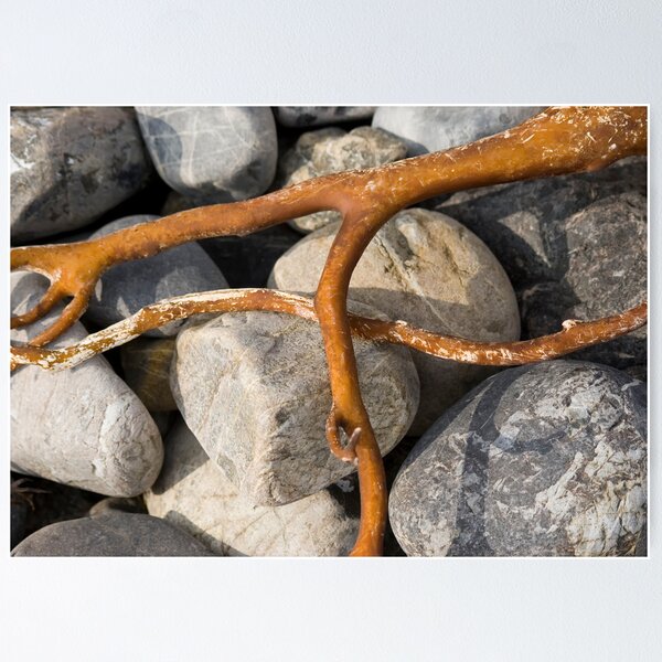 Item preview, Algae designed and sold by marcelo de la torre.
