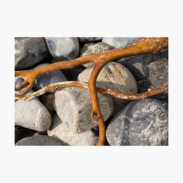 Item preview, Algae designed and sold by marcelo de la torre.