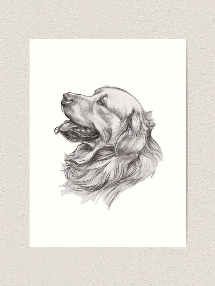 Lámina artística «Dibujo de retrato de perro Golden Retriever» de LaLanny |  Redbubble