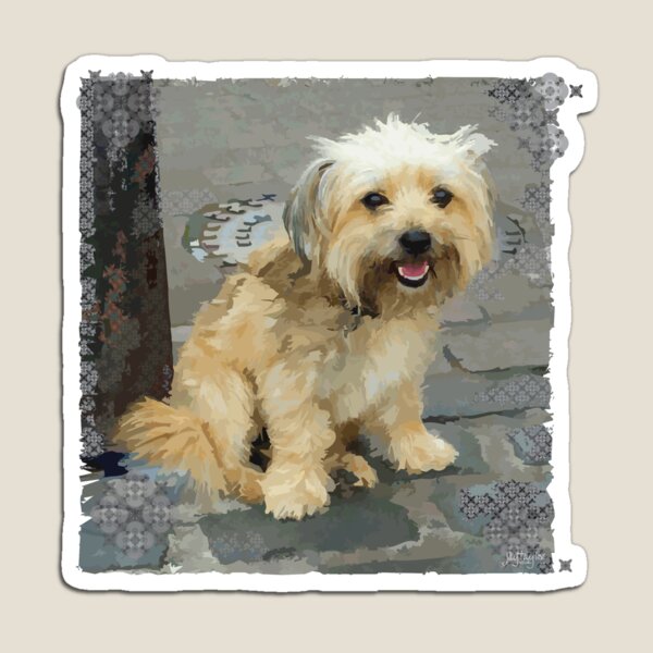 Louie the Shorkie-Tzu : Shih Tzu Yorkshire Terrier (Yorkie) Mix Magnet