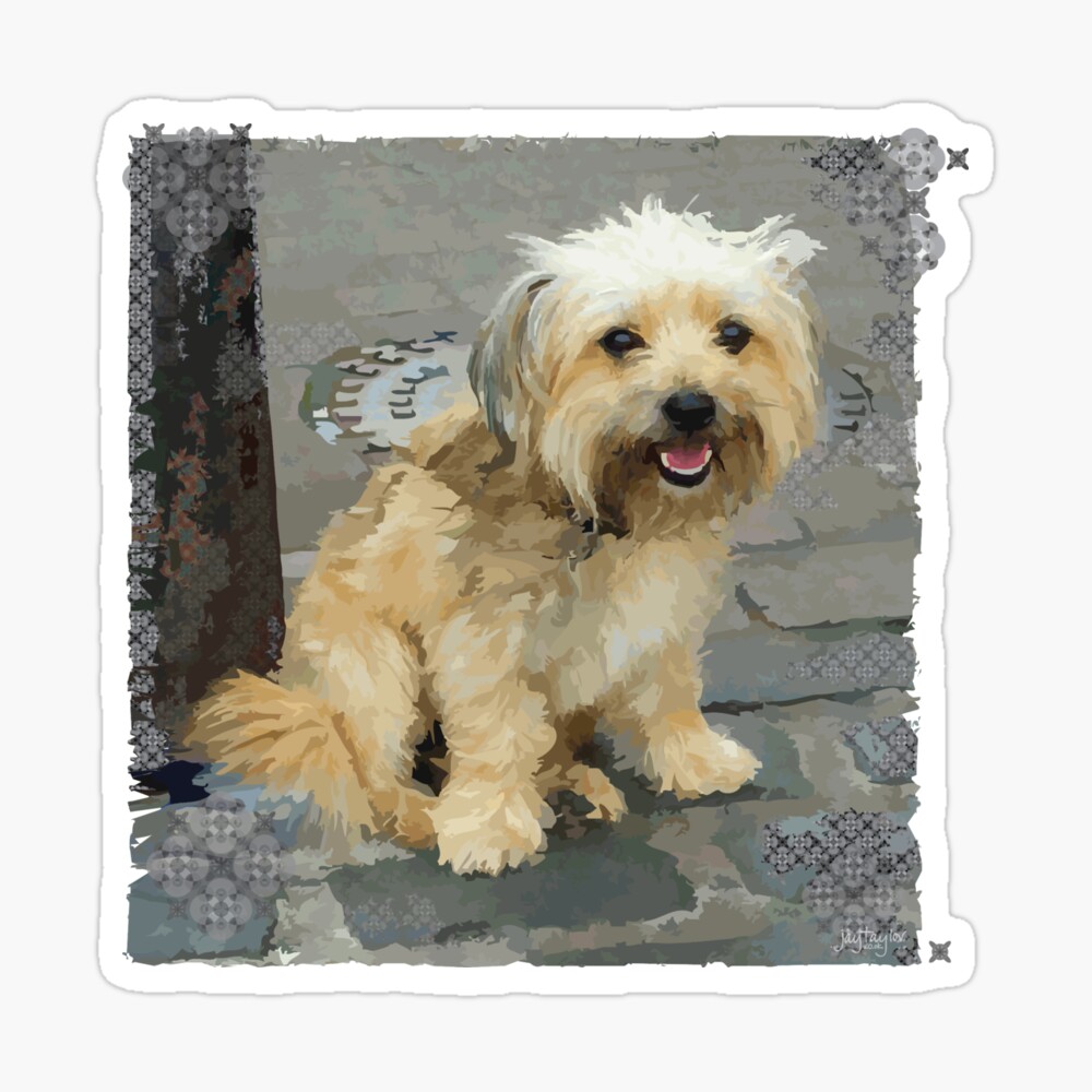 Louie the Shorkie-Tzu : Tzu Yorkshire Terrier (Yorkie) Mix" Poster for Sale by | Redbubble