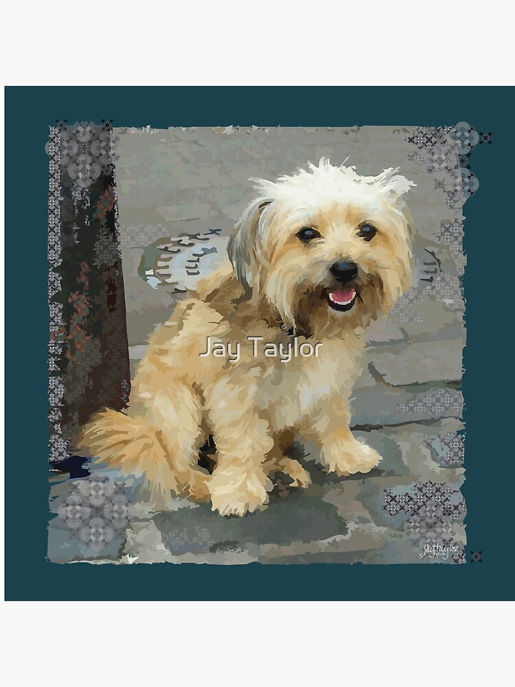 Louie The Shorkie Tzu Shih Tzu Yorkshire Terrier Yorkie Mix