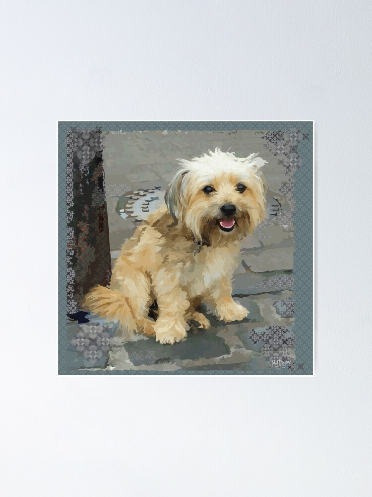 Louie The Shorkie Tzu Shih Tzu Yorkshire Terrier Yorkie Mix