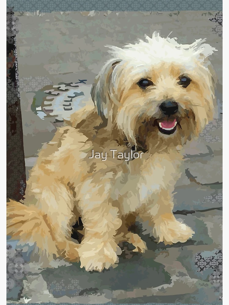 Louie the Shorkie-Tzu : Shih Tzu Yorkshire Terrier (Yorkie) Mix Spiral  Notebook for Sale by Jay Taylor