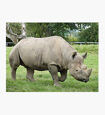 black rhino Photographic Print