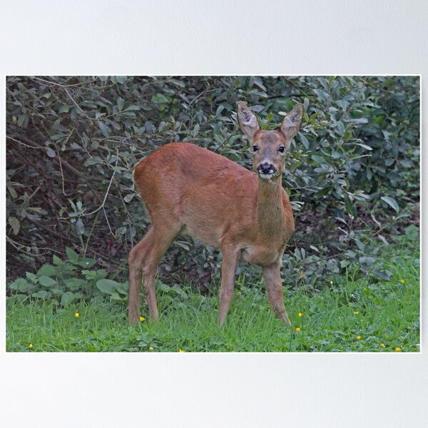 Item preview, garden Roe Deer designed and sold by Hugh J Griffiths.