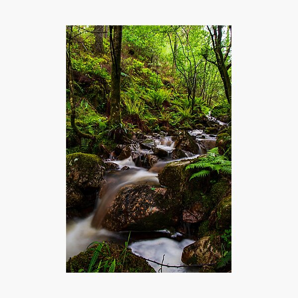 little woodland waterfall Photographic Print