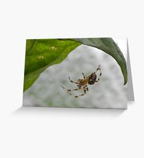 Spider under a leaf Greeting Card