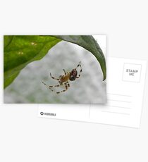 Spider under a leaf Postcards