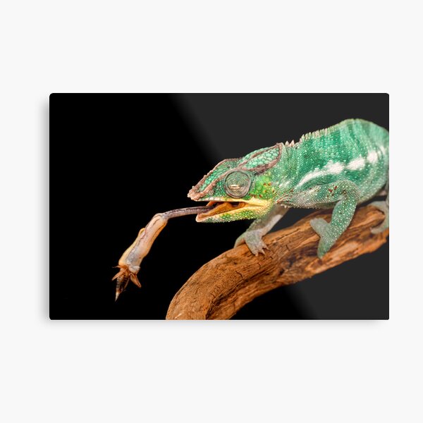 Lunchtime Metal Print