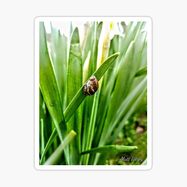 Snail on a daffodil stalk Sticker